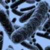 Listeria Monocytogenes listeriosis