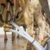 Higiene de las ubres antes y después del ordeño: mejora de la calidad y de la seguridad de la leche milk-3455394_1920
