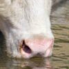 Uso del dióxido de cloro para desinfección de aguas de consumo animal 202011_dioxido de cloro