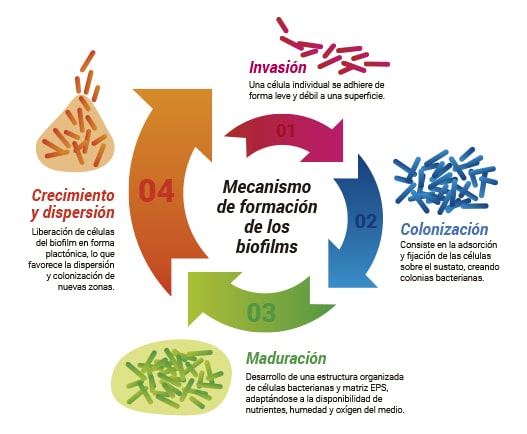 esquema biofilms