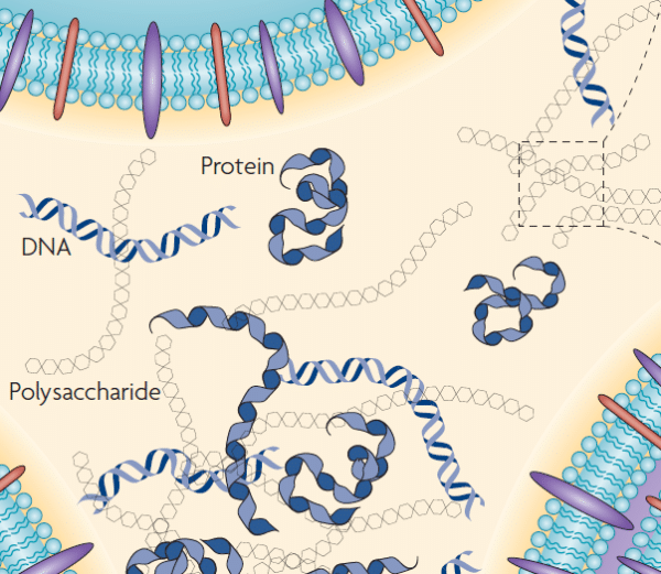BIOFILMS