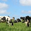Producción ecológica: certificación CAAE de productos para limpieza y desinfección PRODUCCIÓN ECOLÓGICA