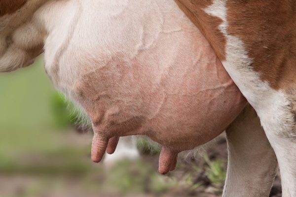 sellador para ubres de vaca