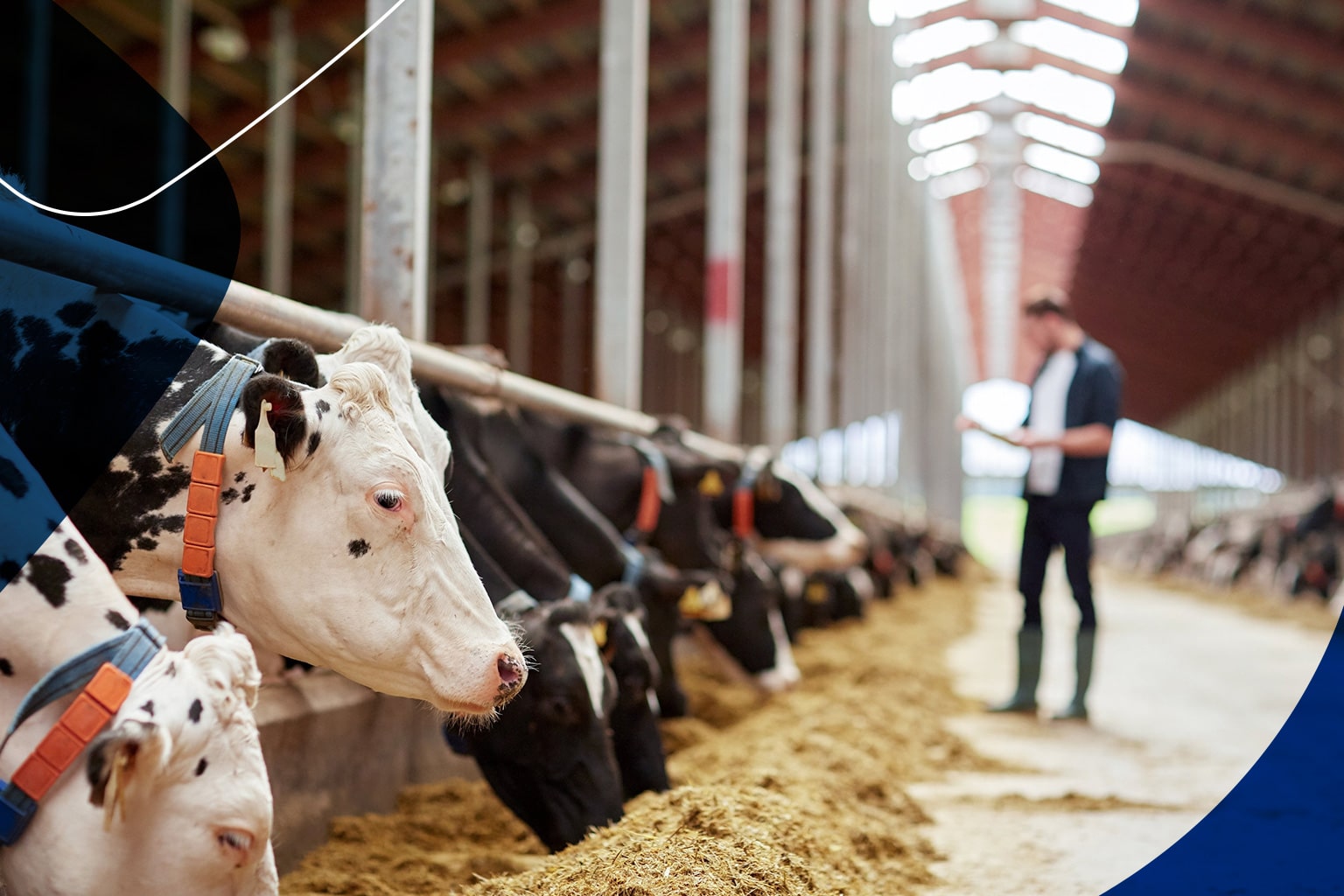 Desinfetante para explorações agrícolas