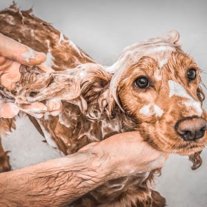 Productos limpieza perros