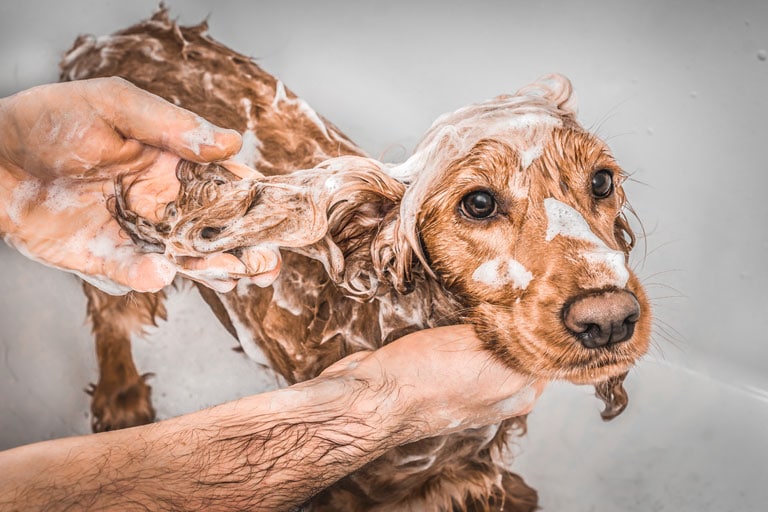 Produits de toilettage pour chiens