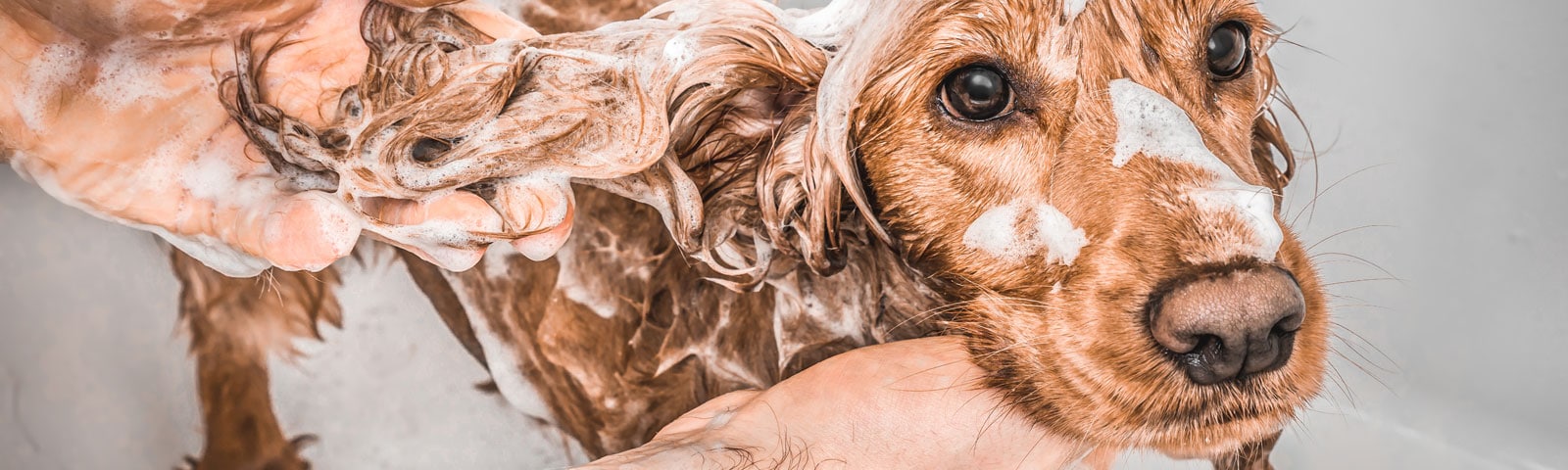 Produits de toilettage pour chiens