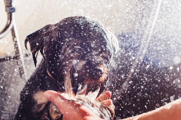 Shampooing pour chiens station-service