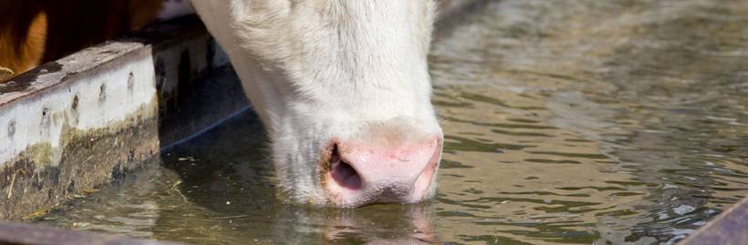 Dióxido de cloro para desinfección de aguas de consumo animal