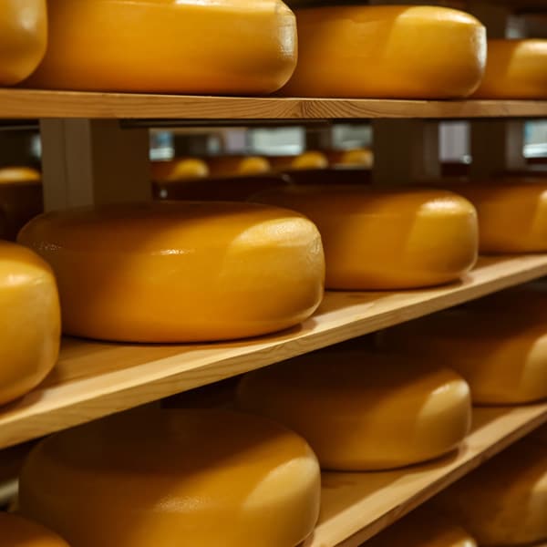 Indústria de lacticínios e queijos