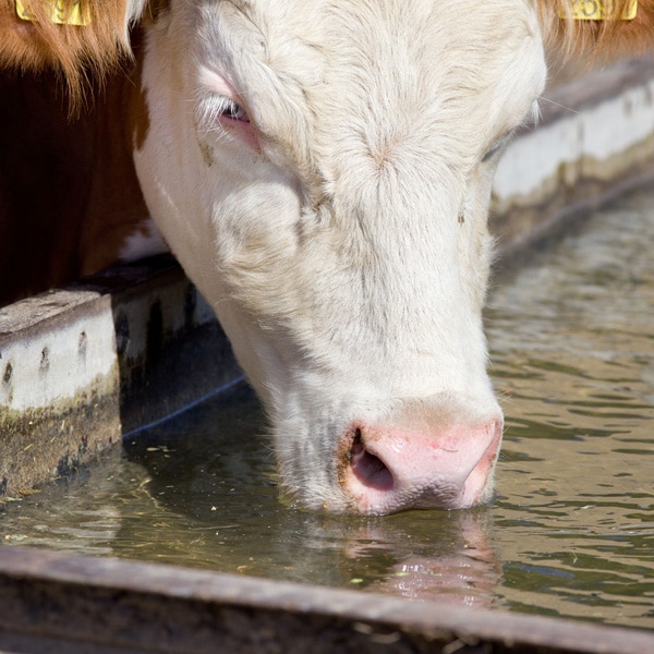 Livestock farms