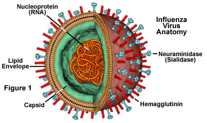 Virus de la gripe aviar Virus de la gripe aviar