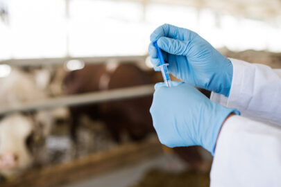 Limitacion del uso de antibioticos en explotaciones ganaderas