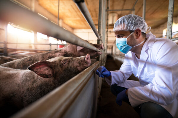 Cleaning and disinfection of livestock farms