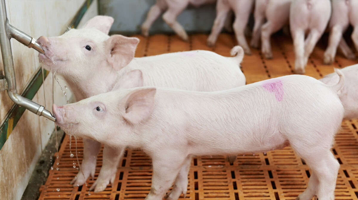 Potabilização da água para consumo animal Potabilização da água para consumo animal