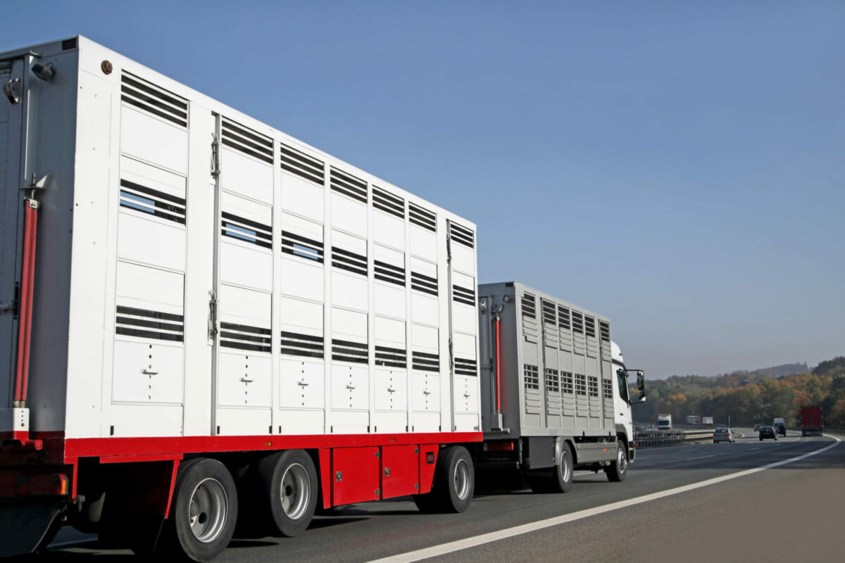 Desinfecció de vehicles de transport en la bioseguretat porcina Camions de transport de bestiar circulant per carretera, un punt crític on cal aplicar protocols de neteja i desinfecció per prevenir la pesta porcina africana.