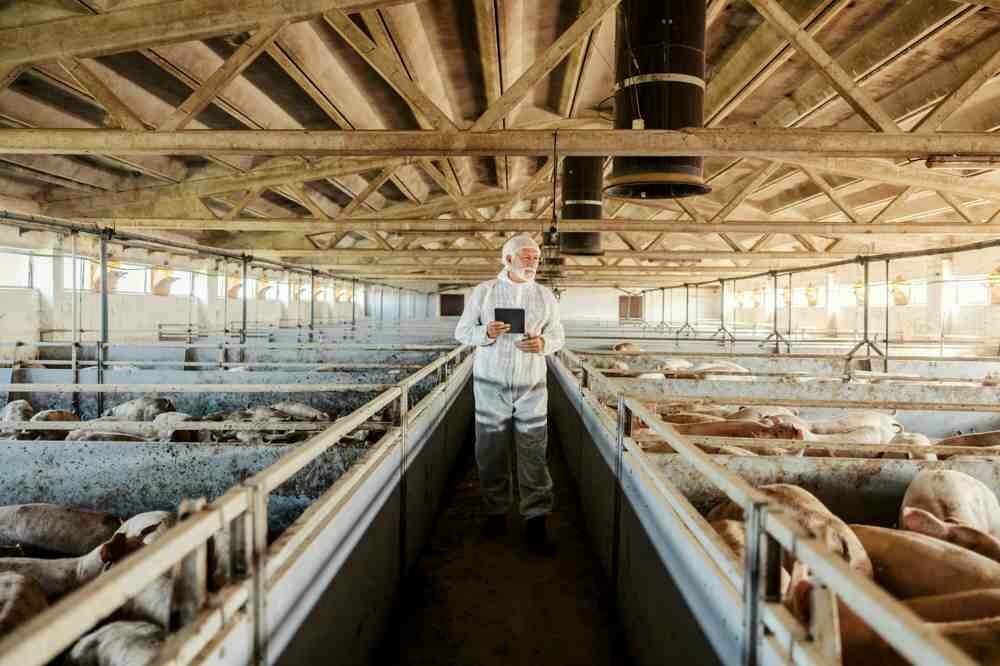 Explotation élevage