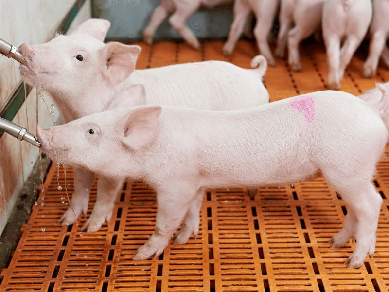 potabilización agua animales